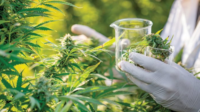 THC Effects & CBD Health Benefits: Key Differences Explained