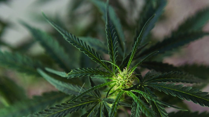 9 Things You Probably Didn’t Know About CBD